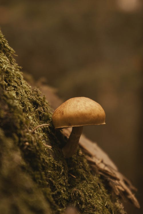 Brown Mushroom on a Mossy Surface