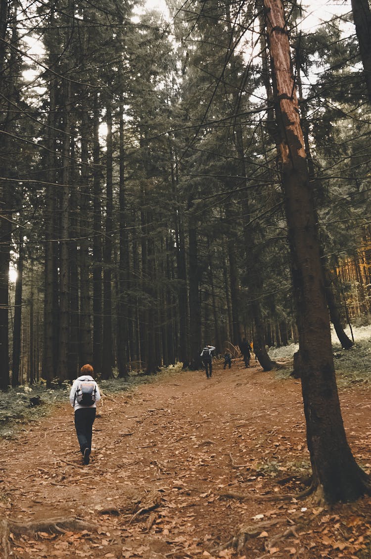 Backpackers Hiking Through Forest