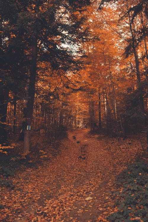 Fotobanka s bezplatnými fotkami na tému cestička, hnedá, jeseň