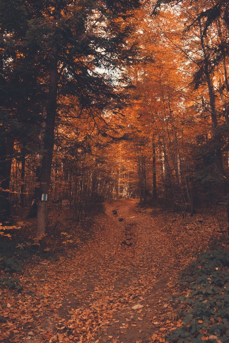 Brown Image Of Autumn Leaves In A Forest