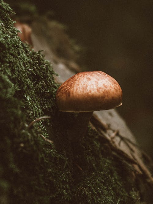 Mushroom Growing on Moss