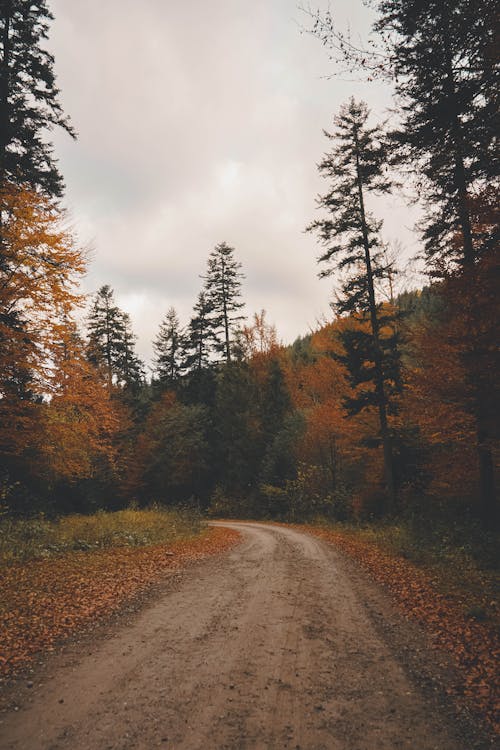 Foto d'estoc gratuïta de arbres, bosc, camí de carro