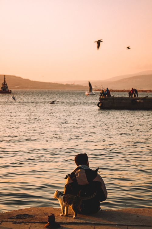 Free A peaceful scene of a man and cat by a lakeshore at sunset, capturing serenity and companionship. Stock Photo