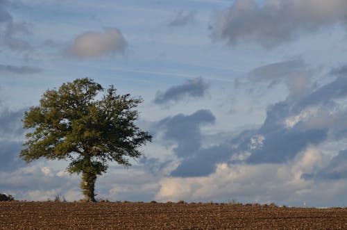 Бесплатное стоковое фото с голубое небо, дерево, одинокий