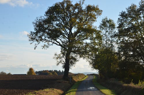 Kostnadsfri bild av blå himmel, brunt fält, gröna träd