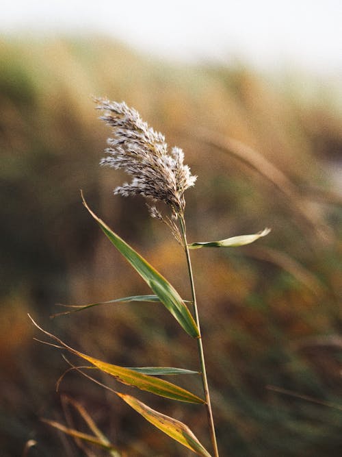 A Reed with Green Leaves