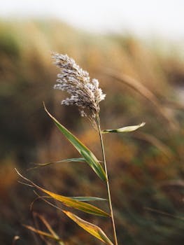 A delicate Phragmites Australis reed stands against a blurred background, highlighting its natural beauty.