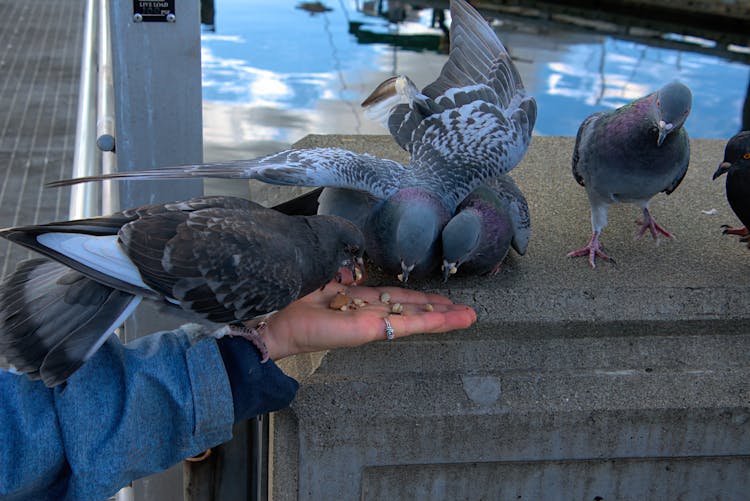 Person Feeding Pigeons 