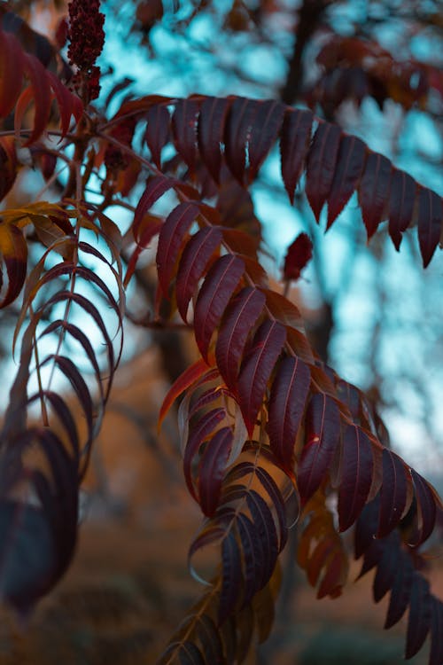 가을, 나뭇잎, 셀렉티브 포커스의 무료 스톡 사진