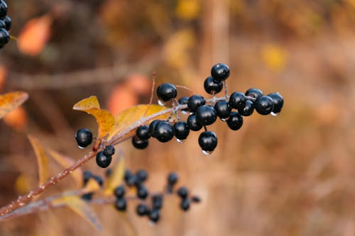 Immagine gratuita di acqua, albero, avvicinamento