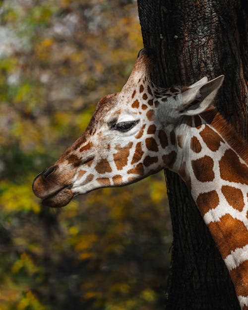 A Giraffe's Head