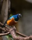 A Superb Starling on a Tree Branch