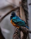 Free stock photo of animal, around, avian
