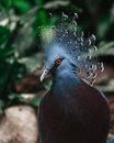Black and Gray Bird on Brown Wooden Log