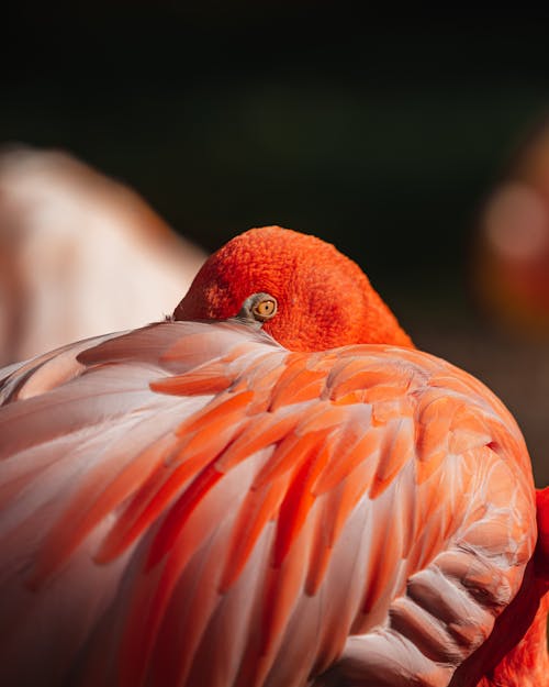 Kostenlos Kostenloses Stock Foto zu federn, flamingo, nahansicht Stock-Foto