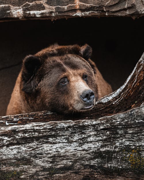 A Brown Bear on Brown Tree Trunk