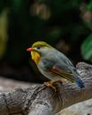 Yellow Blue and Red Bird on Brown Tree Branch