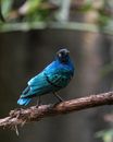Blue and Black Bird on Brown Tree Branch