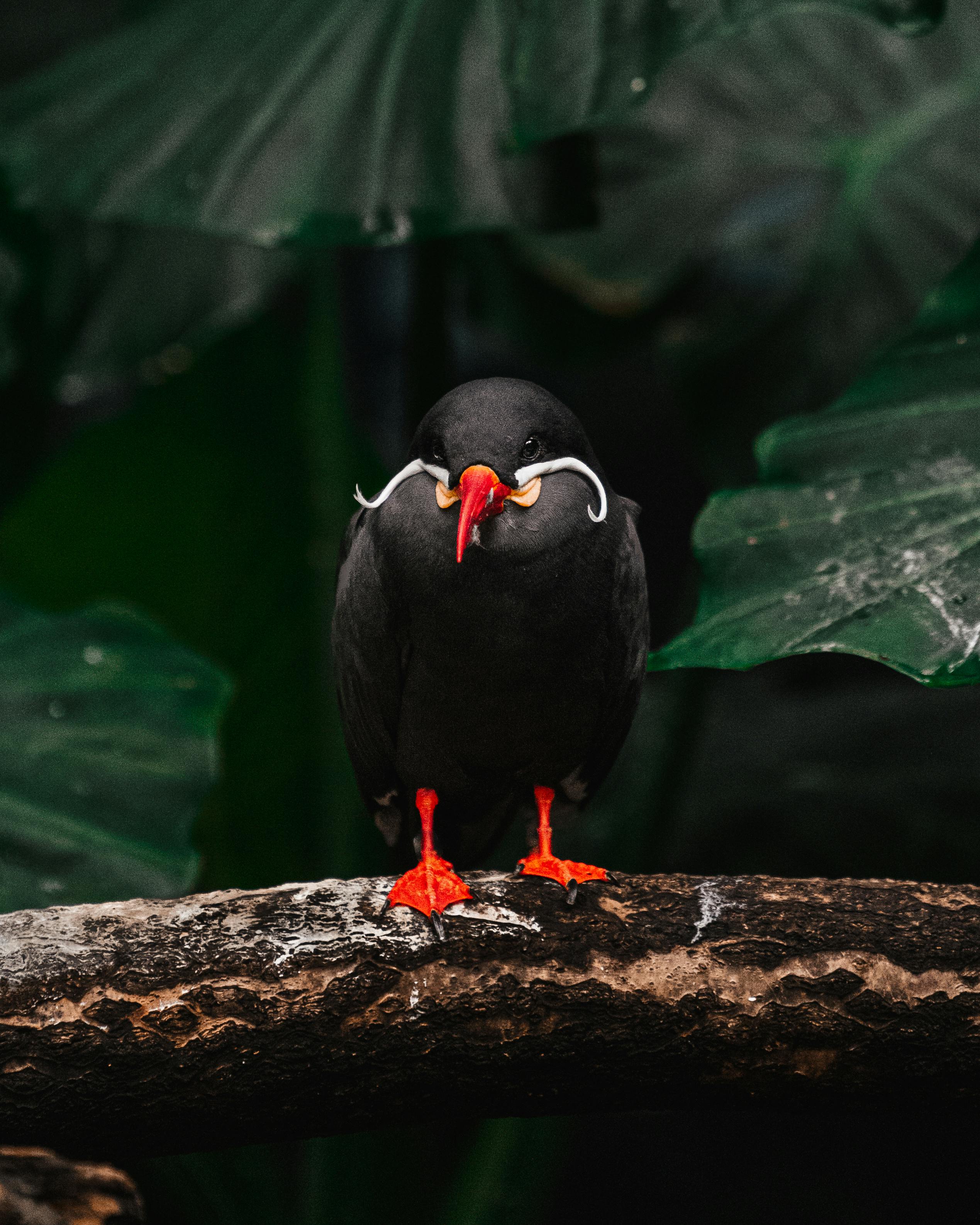 60+ Best Inca Photos · 100% Free Download · Pexels Stock Photos