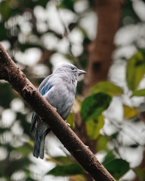 Free stock photo of animal, around, beak