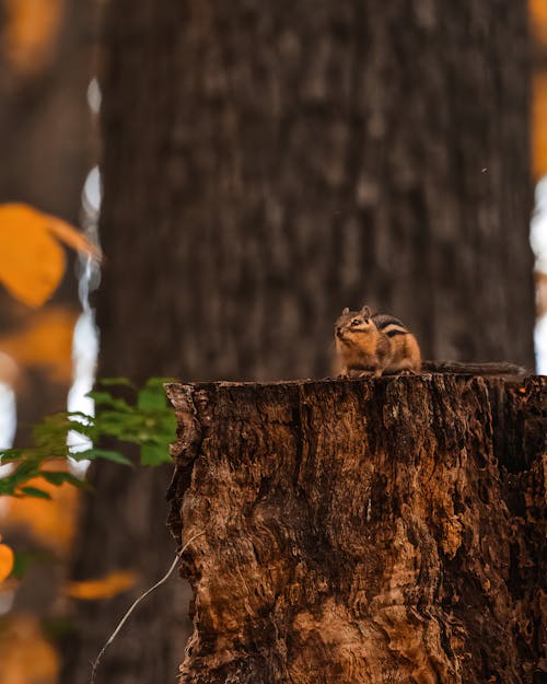 Free stock photo of chilling, chimpmunk, colors