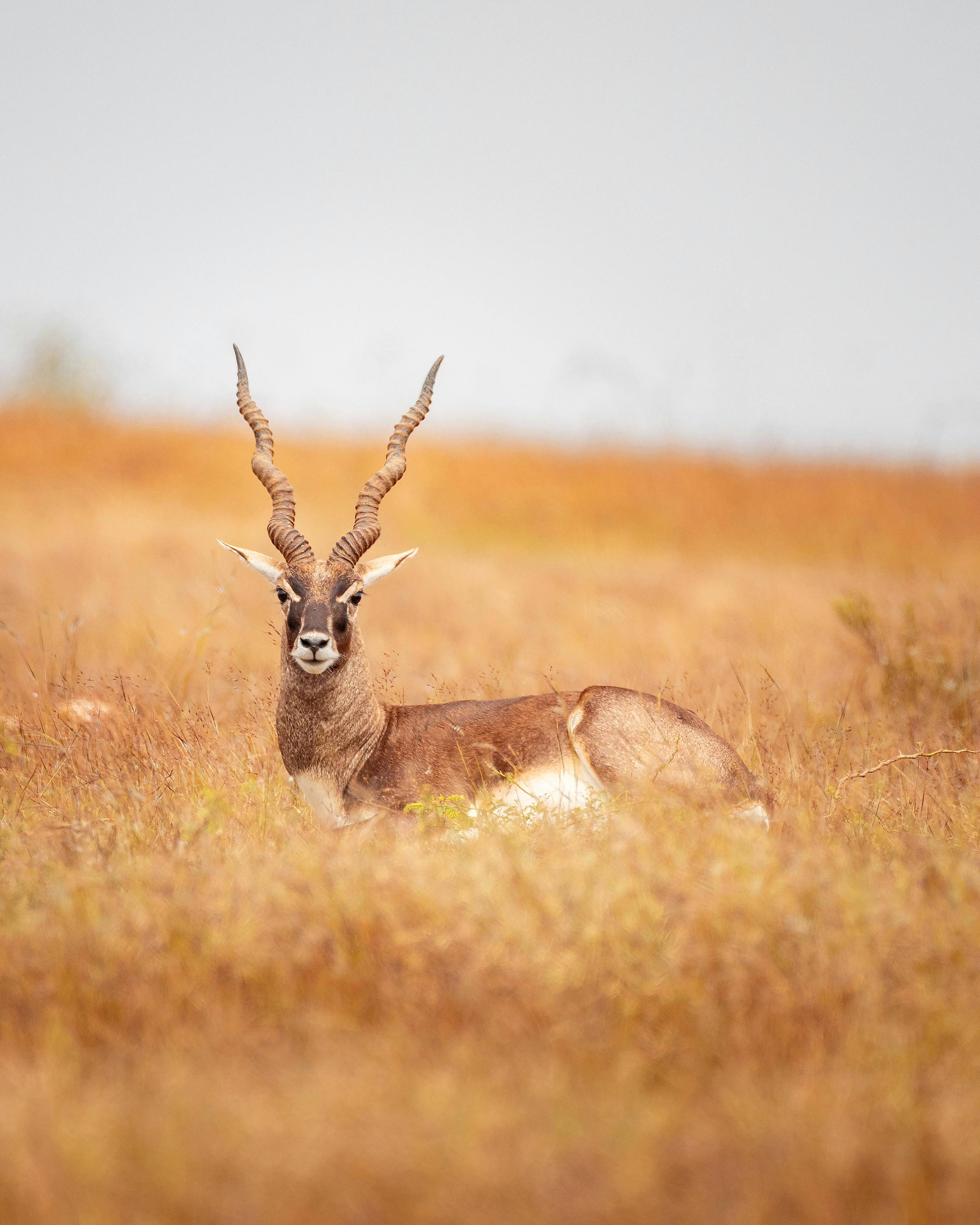 Gratuit Photos gratuites de animal, antilope, antilope cervicapra Photos