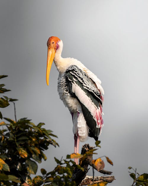 A Stork Perched on Brown Tree Branch