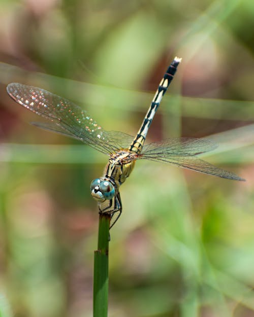 Green and Brown Dragonfly on Brown Stem in Tilt Shift Lens