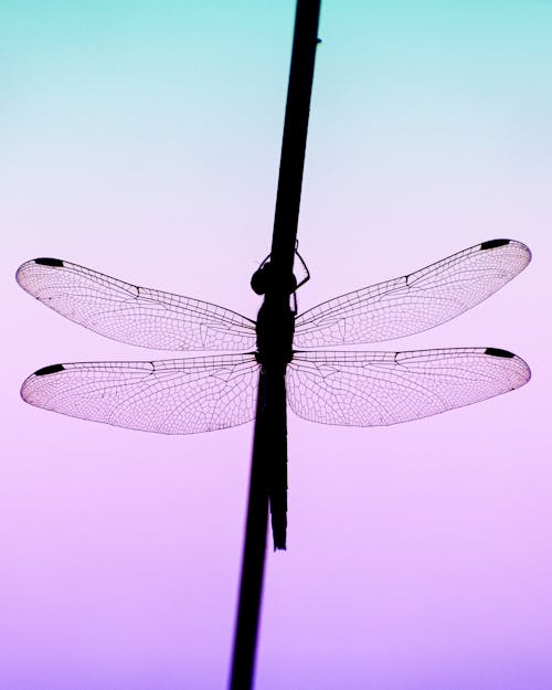 Free Silhouette of Dragonfly Perched on a Stick Stock Photo