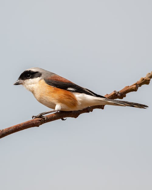 Brown Bird Perched on a Stem