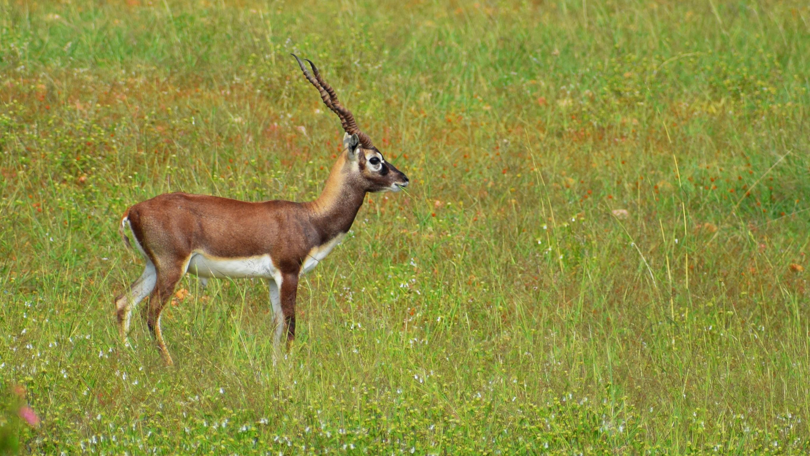 Brown Deer · Free Stock Photo