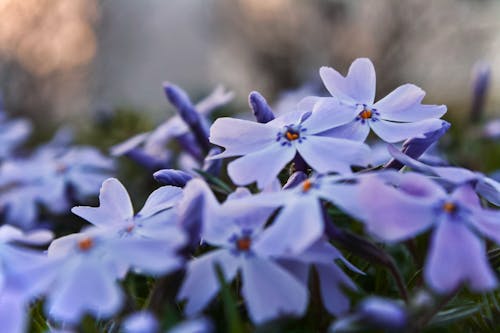 無料 紫のフロックスの花 写真素材