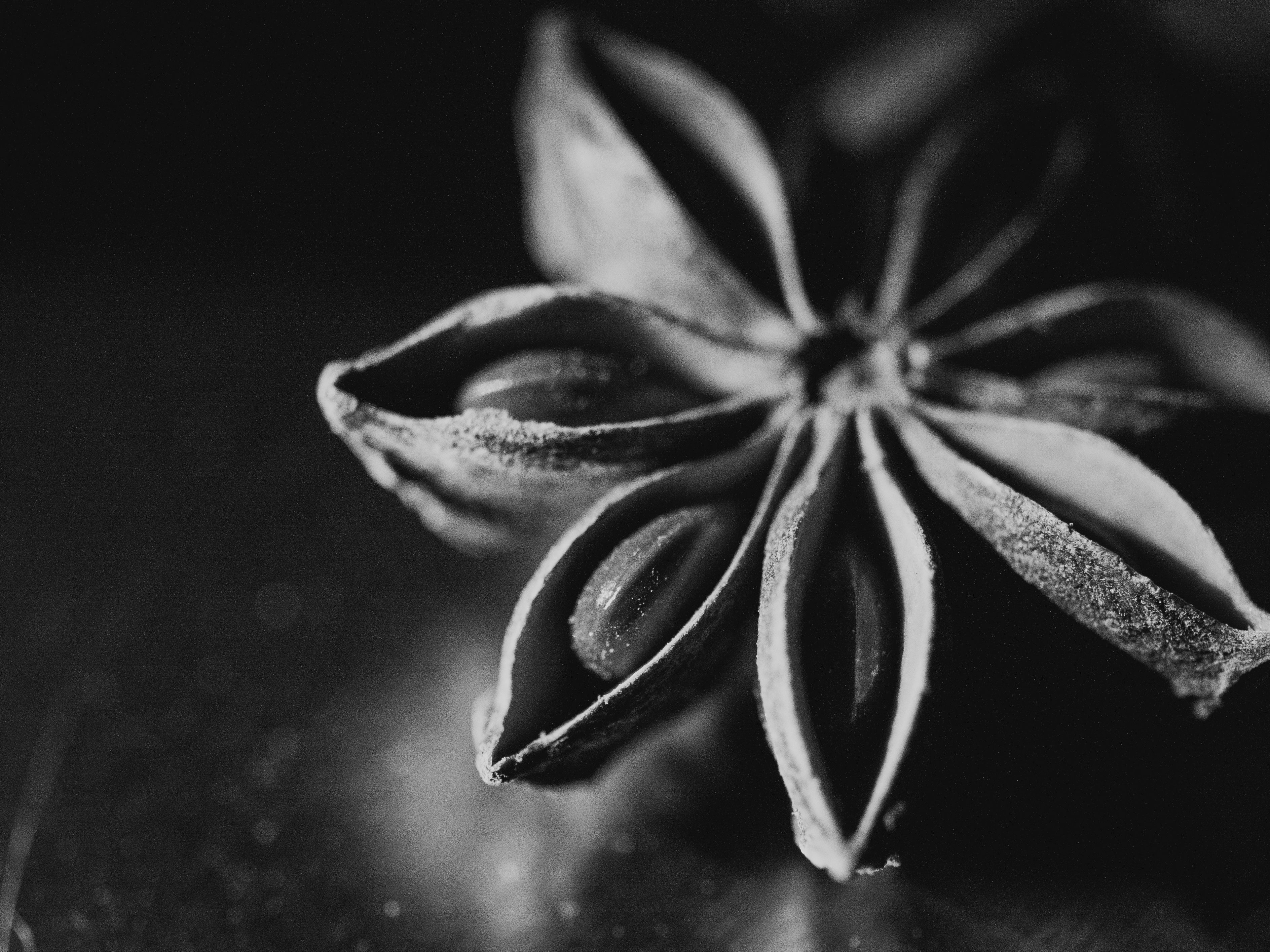 Fotomural Toma macro en blanco y negro de una estrella de anís, mostrando su textura y belleza natural.