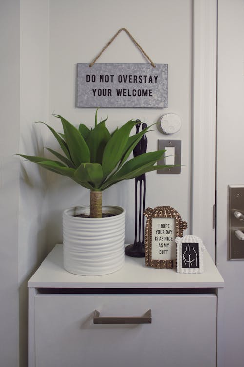 Green Dracaena Plant With White Pot on White Wooden Surface