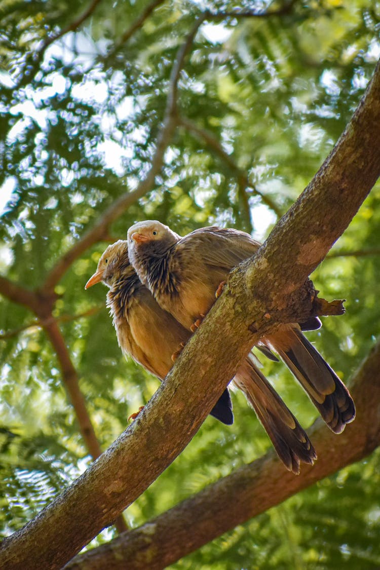 Pair Of Cuddling Pigeons Sitting On Tree