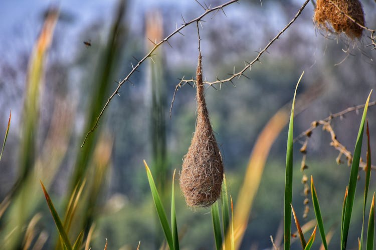 Branch With Hanging Nest