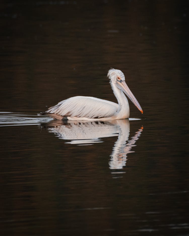 A Pelican In The Water 