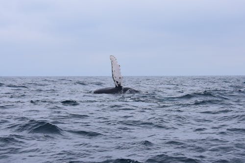 Fotobanka s bezplatnými fotkami na tému krajina pri mori, more, oceán