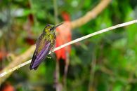 Green and Black Humming Bird