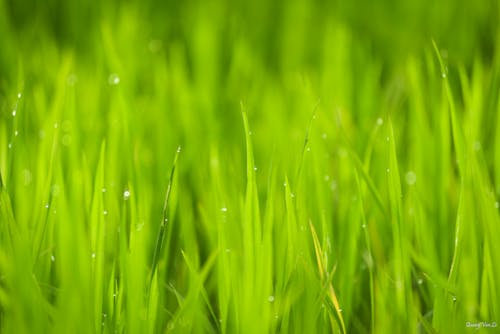 La Photo En Gros Plan De L'herbe Verte Sous Un Ciel Ensoleillé Pendant La Journée