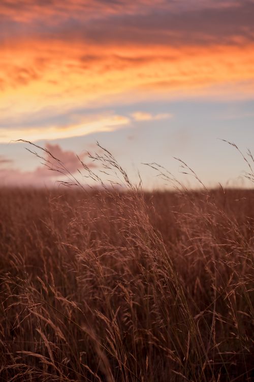 Free Stunning sunset sky over grassland in Ghan, NT, Australia captures natural beauty. Stock Photo