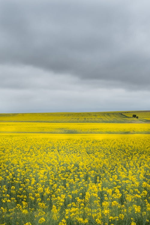 Foto De Cama De Flores De Pétalos Amarillos