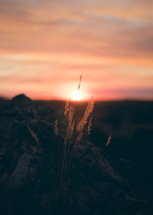 Základová fotografie zdarma na téma obloha, podsvícení, příroda