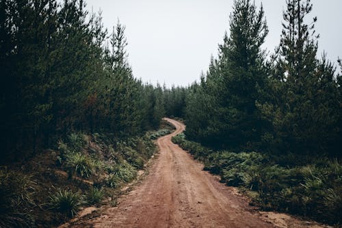 Foto d'estoc gratuïta de arbres, arbres verds, aventura