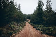 一条宁静的土路蜿蜒穿过郁郁葱葱的针叶林，传递出和平与冒险交织的感觉