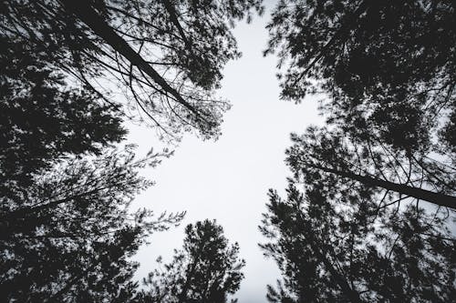 Безкоштовне стокове фото на тему «дерева, жаб’яча перспектива, ліс»