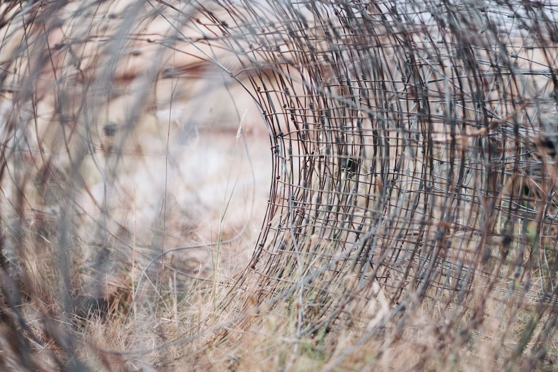 Free stock photo of ar, barb wires, fence