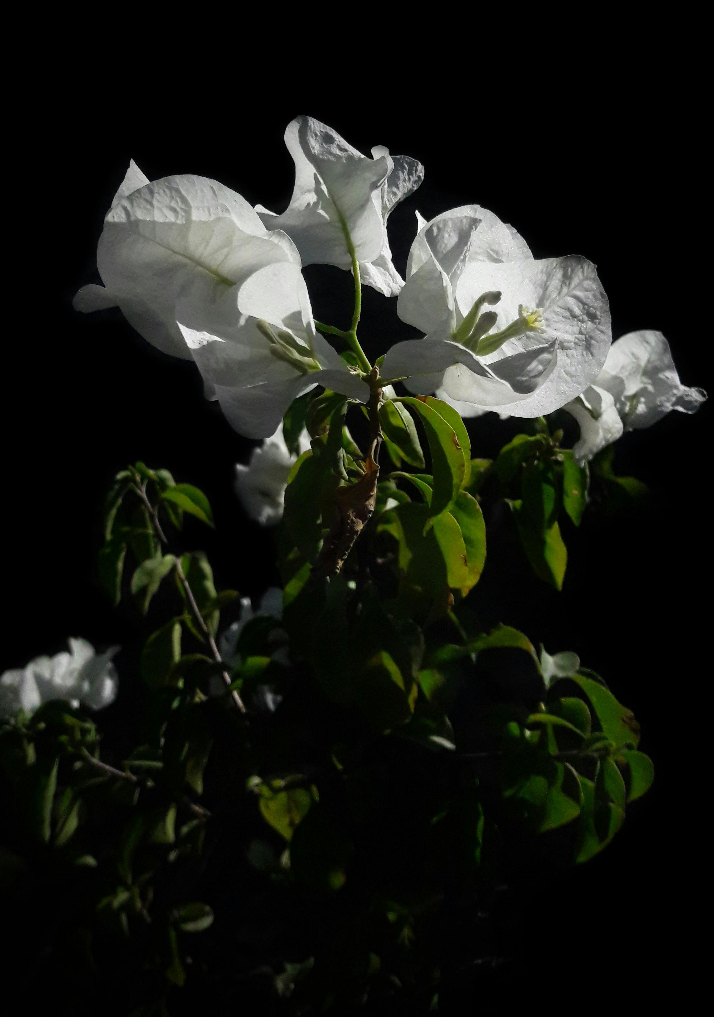 Free stock photo of beautiful flowers, black white, nature
