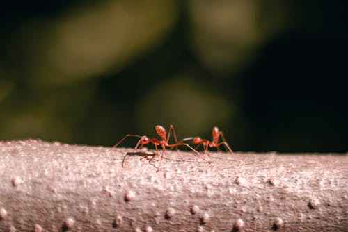 Free stock photo of ants