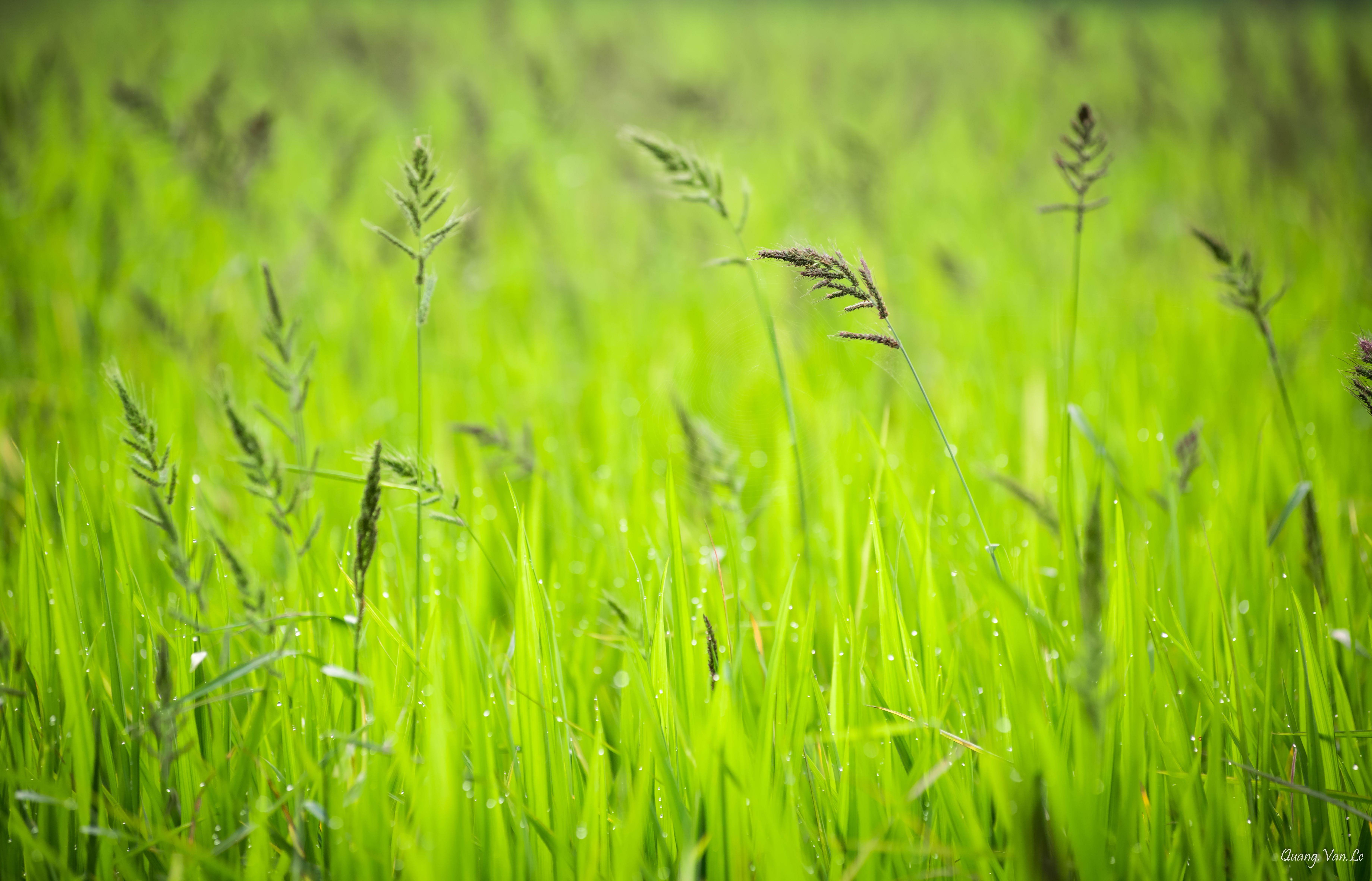Free Stock Photo Of Dewdrops Hd Wallpaper Nature